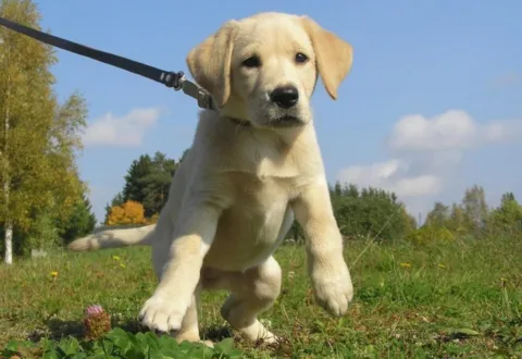 The type of dog training leash you choose matters! 