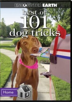 Best of 101 dog tricks you can teach your dog