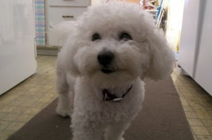 bichon-dog-happy