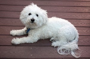 bichon-dog-lying-down