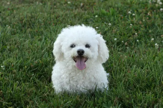 Want To Adopt A Bichon Frise Dog? Pros & Cons Of Bichon Dogs | First ...