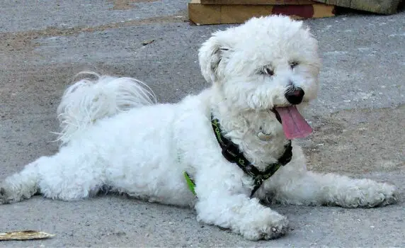 The Bichon Frise is one of the top 19 Hypoallergenic dog breeds for people with pet allergies.