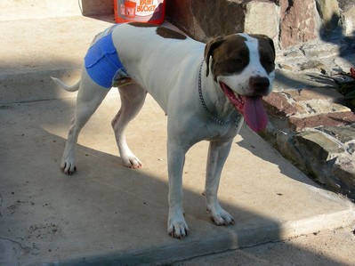 big-dog-wearing-doggie-diaper-by-kellies_love2001.jpg