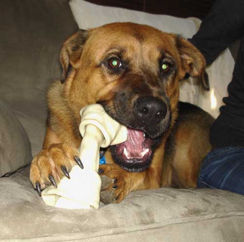 big rawhide bones for dogs