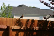 bird-on-a-fence.jpg