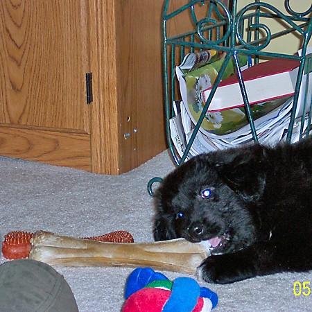 Destin found a big bone he could handle.