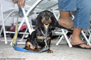 black-and-tan-miniature-daschund-at-races.jpg