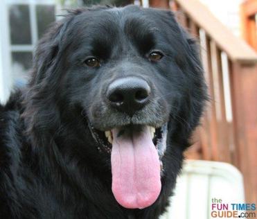 what dog breeds have black spots on their tongues