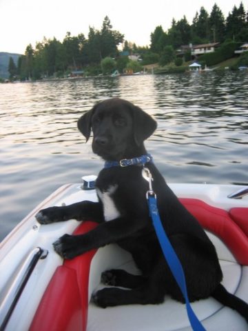 black-lab-on-boat.jpg