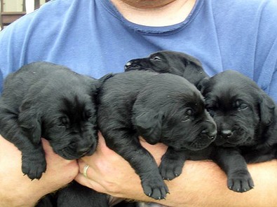 black-lab-puppies.jpg