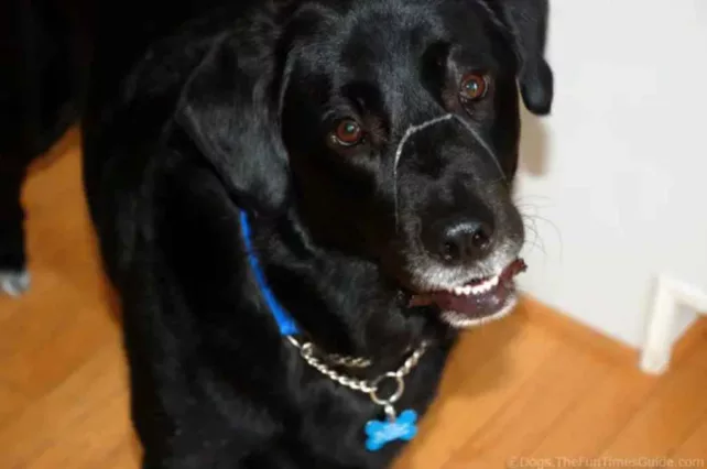My Black Lab mix breed dog with a long string of drool over his nose!