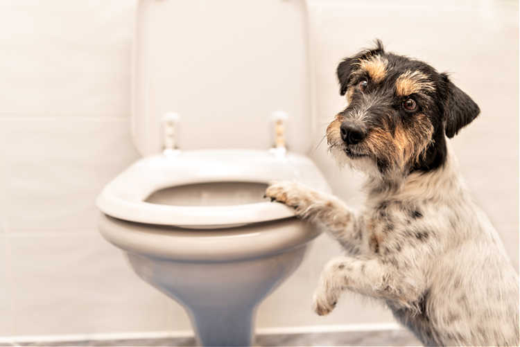 I Finally Found The Perfect Dog Diarrhea Treatment!