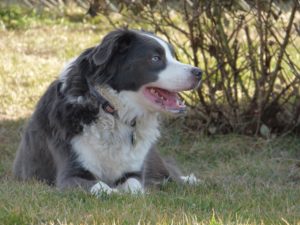 This is a Border Collie and Australian Shepherd mix breed dog called a Border-Aussie dog