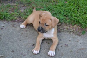 This is a Boxer and Bulldog mix breed dog called a Bullboxer hybrid dog.