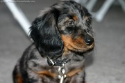 dapple-dachshund-closeup.jpg