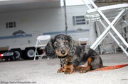 brindle-miniature-daschund.jpg