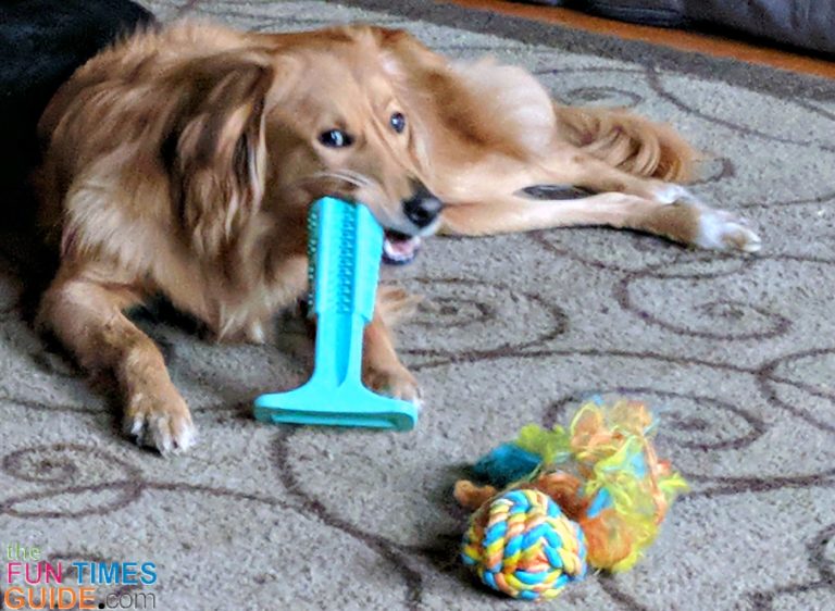 Bristly Dog Toothbrush The Dog Toothbrush Toy That Replaces Brushing