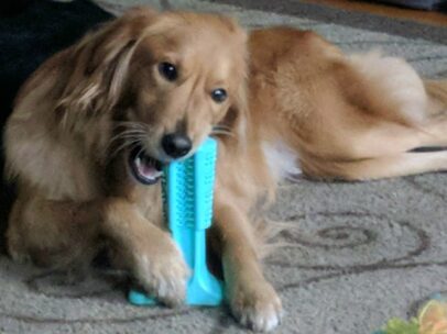 Bristly Dog Toothbrush Toy Review: Pros & Cons Of The Bristly Brushing Stick (aka Brite Bite Dental Stick) – It’s Easier Than Brushing Your Dog’s Teeth Manually!
