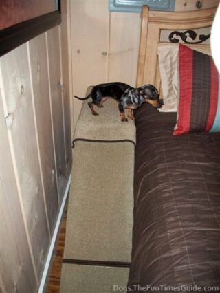 My sweet little Lucy dog likes her new DIY dog ramp! 