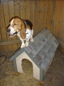 build-a-doghouse