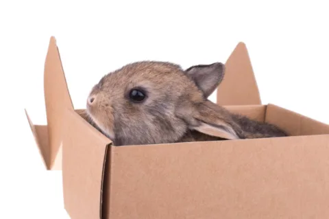 If you can't put the baby bunny back in its nest, but it in a small box (a little bigger than this example in the photo though).