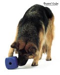 A dog playing with the dice-shaped Buster Cube.