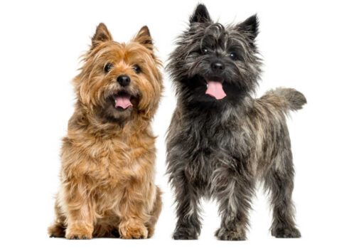The Cairn Terrier is one of the top 19 Hypoallergenic dog breeds for people with pet allergies.
