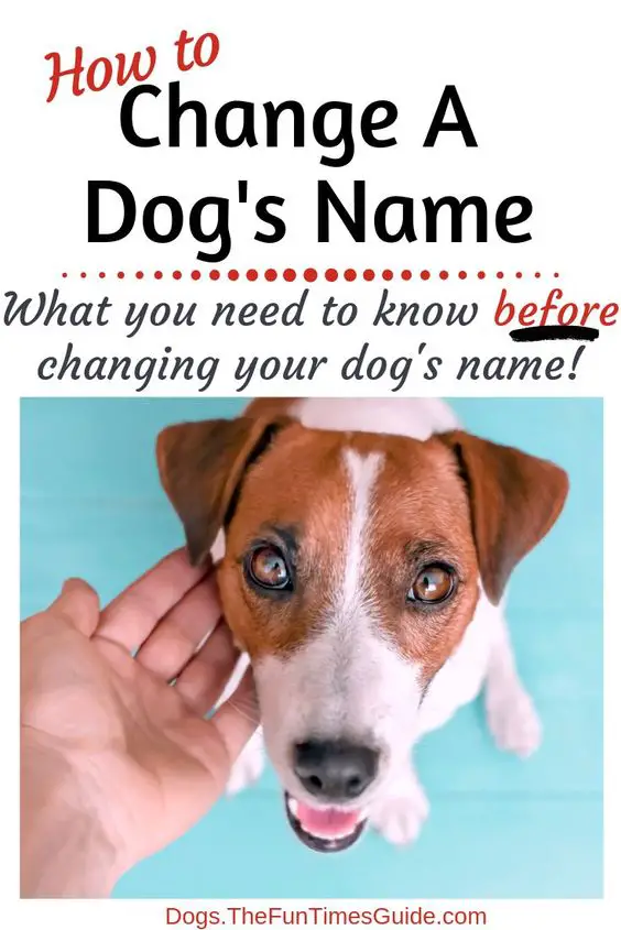 What You Need To Know Before Changing A Dog s Name Can You Rename An 