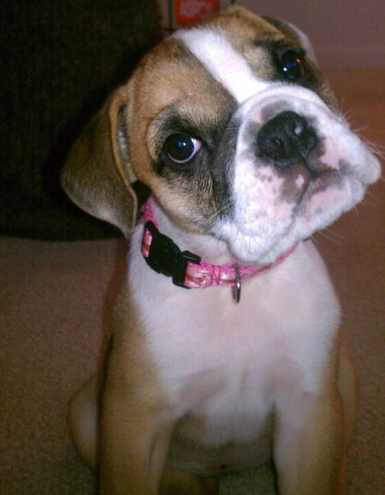 What You Need To Know Before Changing A Dog s Name Can You Rename An 