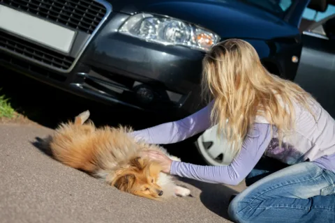 If your car hit a dog, you must stop!