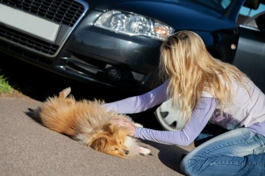 Help! I Hit A Dog With My Car... Is It Illegal To Drive Away? Here's