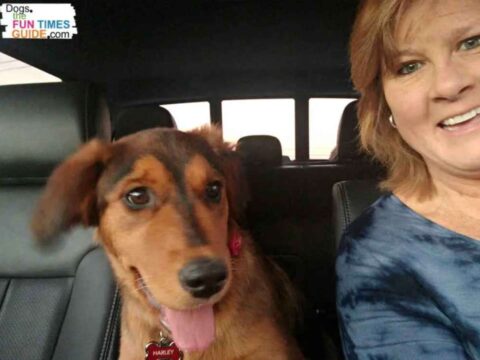 car-ride-with-one-dog-at-a-time Here I'm taking only one dog for a ride in the car at a time. Here I'm taking only one dog for a ride in the car at a time. This is a good thing to do during the first 6 months of your littermate pups' lives.