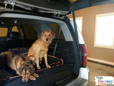 car-ride-with-two-dogs After they turned 6 months of age, they started to go on more car rides together. Six months is a good rule of thumb for sibling puppies to start doing things together again.