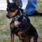 cari-and-her-min-pinscher.jpg