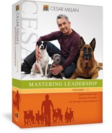 cesar-millan-mastering-leadership-dvd-set.jpg