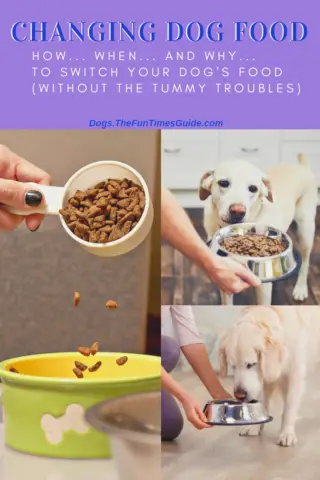 See how to change dog food and when to switch dog food