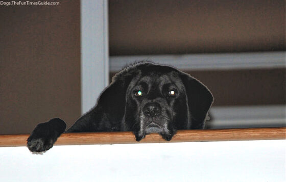 Our dog Tenor at the top of the stairs -- refusing to come down the steps. 