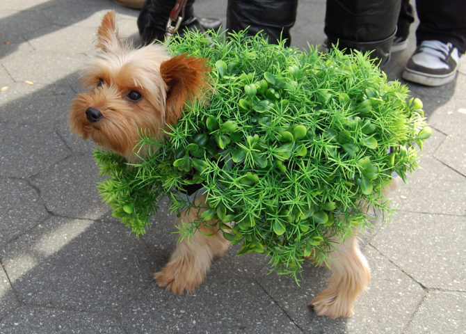 lego dog costume