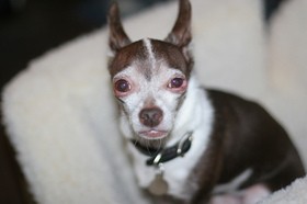 chihuahua-dog-with-allergies-by-yi.jpg