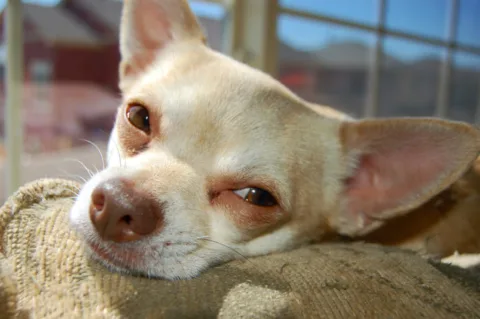 chihuahua-in-deep-thought-by-crispee-jpg.webp
