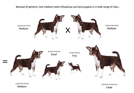 chihuahua-size-chart.jpg