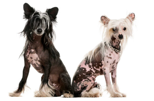 The Chinese Crested is one of the top 19 Hypoallergenic dog breeds for people with pet allergies.