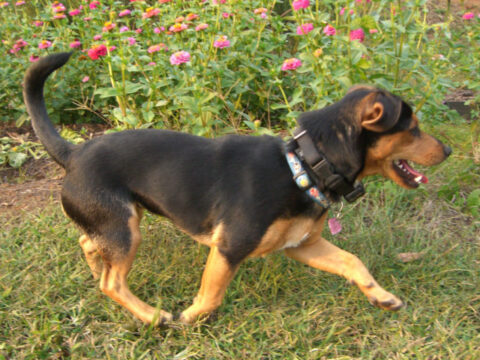 chiweenie-dog-chihuahua-and-dashchund
