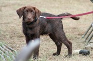 chocolate-lab-puppy2.jpg