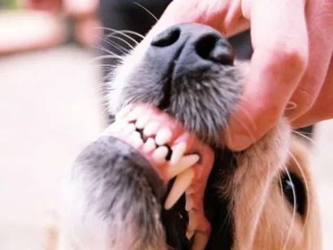 These are some clean dog teeth! It takes regular teeth brushing to get your dog's teeth to look like this. 