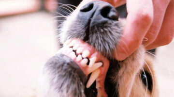These are some clean dog teeth! It takes regular teeth brushing to get your dog's teeth to look like this.