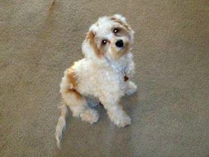 This is a Poodle Cocker Spaniel mix breed dog that is called a Cockapoo hybrid dog