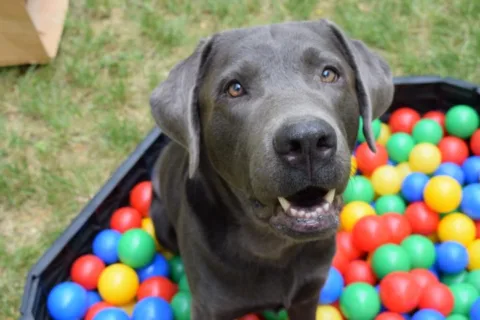 A dog surrounded by colorful balls in every color of the rainbow - what is the best color for dog toys?