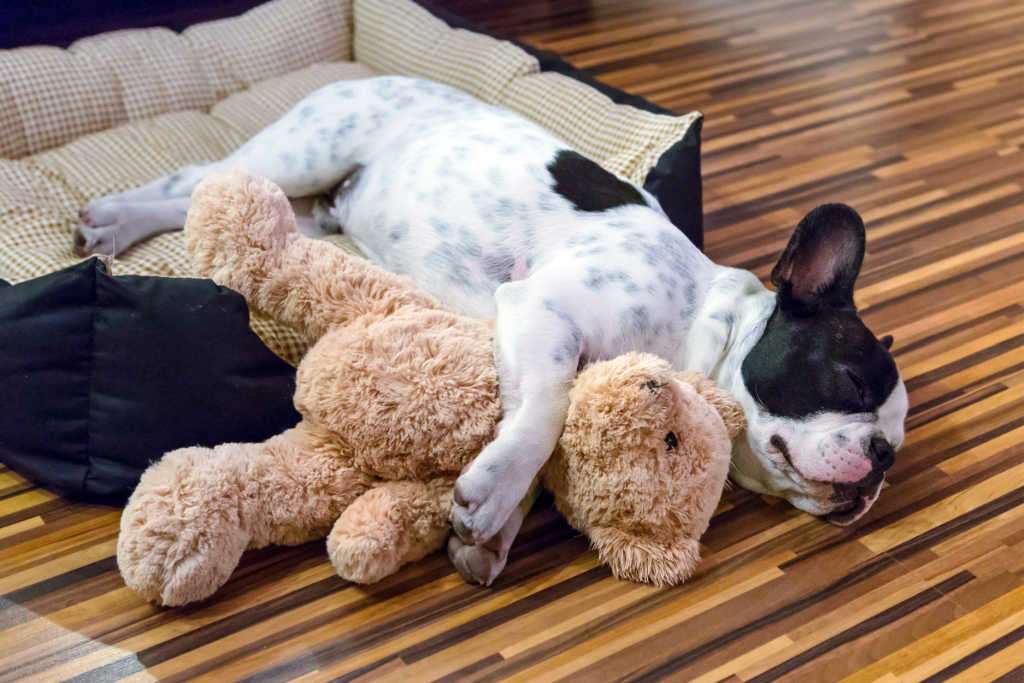 It's important that your dog has enough space to sleep and move around comfortably when you leave him home alone. Here are some ideas. It's important that your dog has enough space to sleep and move around comfortably when you leave him home alone. Here are some ideas.