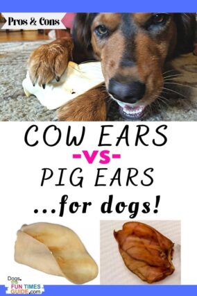 Pros & Cons of giving your dog cow ears vs. pig ears for dog chews.
